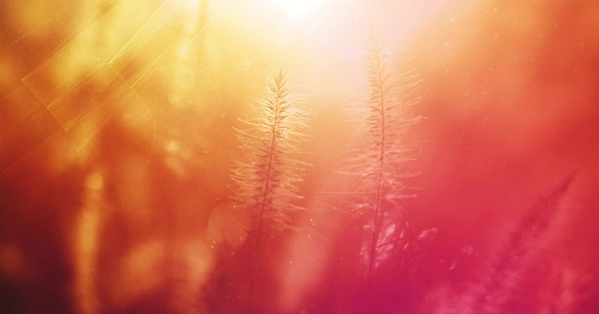 Natural Light Animation Natural Light Near | Motion Video Background