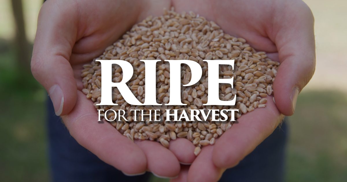 Nyc Ripe Ripe For The Harvest