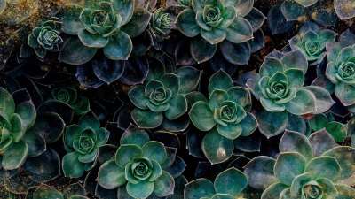 Spring Gold Succulent