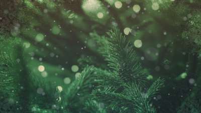 Christmas Cheer Evergreen