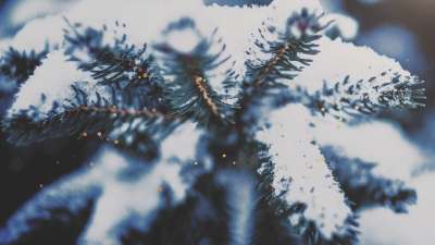 Christmas Textures Snow Pine