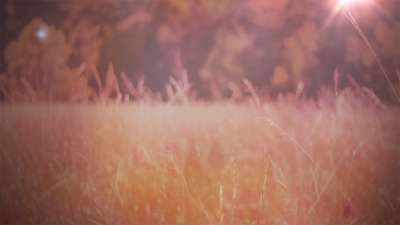 Fall Field Version 2 | Life Scribe Media