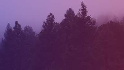 Misty Forest Purple