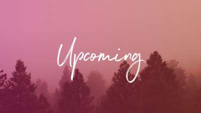 Misty Forest Upcoming