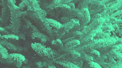 Modern Winter Trees 02