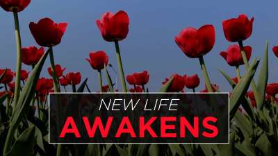 New Life Awakens