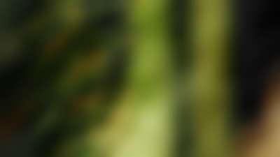 Q1 Announcements Big Game Blur