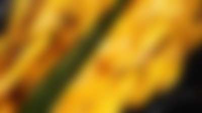 Q1 Announcements Potluck Blur