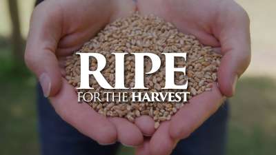 Ripe For The Harvest