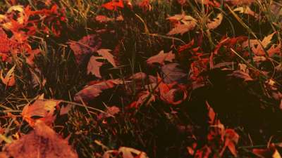 Thanksgiving Light Fall