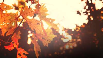 Thanksgiving Light Gold